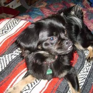 Meet your Posher, Gilbretta